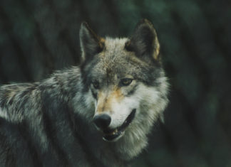Alfa Wolf - Leader of The Pack - Perceived An Effective Leader